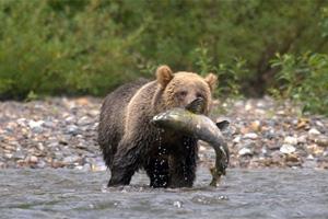 News & Tips: Canadian Alliance Creates Plan to Save Grizzlies...