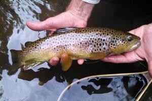 News & Tips: Tips for Choosing Summertime Flies for Stream Trout...