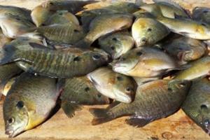 News & Tips: Switch to Jigs to Catch More Panfish