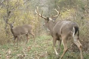 News & Tips: How to Hunt the Rut: Deer Tips & Tactics...