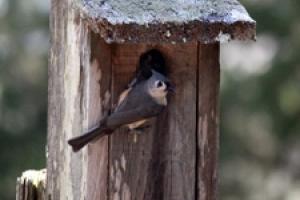 News & Tips: How You Can Become a Birder With These Simple Tips and Gear...