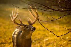 close up of deer in field