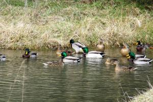 Many ducks swiming on a pond