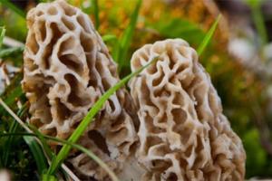 News & Tips: Hunting Morel Mushrooms