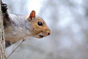 News & Tips: Cure Winter Boredom With a Squirrel Still-Hunt...