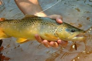 News & Tips: Inline Spinner Trout Fishing Tactics