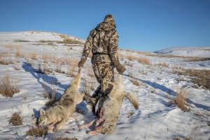 News & Tips: Contest Style Hunting Can Be Beneficial to the Everyday Coyote Hunter...