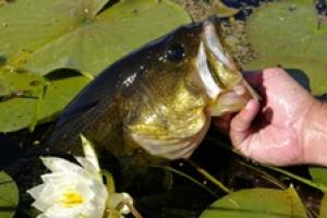 Largemouth bass