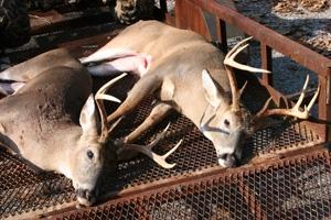 News & Tips: Urban Deer Hunting Strategies