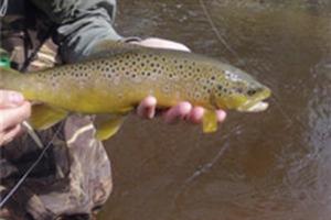 News & Tips: Trout - Fishing Tip