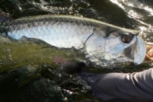 News & Tips: Travel Blog: Tips For Light Tackle Tarpon Travel...