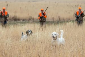 News & Tips: Keep Your Hunting Dog Healthy in the Field...