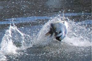 News & Tips: Tarpon Fishing, Part 1 of 2