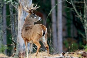 Deer: Copyright Denver Bryan/ Images On The Wildside 2016...