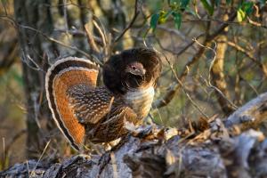 Upland Bird: Copyright Denver Bryan/Images on the Wildside 2016...