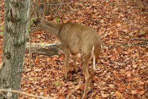 News & Tips: Don't Get Caught Off Guard - Have a Game Plan for Hunting...