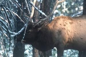 News & Tips: Strategies for Late-Season Elk