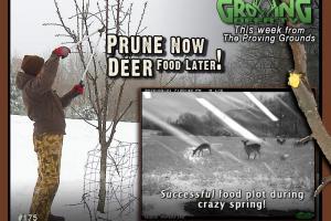 News & Tips: Deer Love Apples - Maintaining Tree Plots...