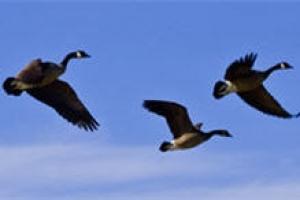  Canadian geese flying in a crisp blue sky