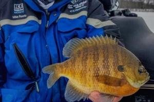  Mike Raetz with a great central Minnesota bluegill.  Raetz loves the versatility of soft plastics when targeting big bluegill and sunfish.   by  Mike Raetz with a great central Minnesota bluegill.  R...