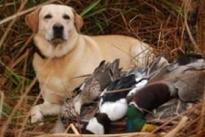 News & Tips: Experts Anticipating Favorable Duck Season...