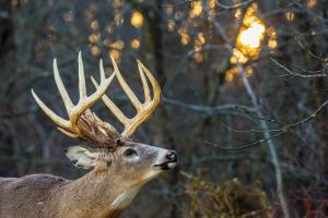 Fall Deer Hunting Checklist
