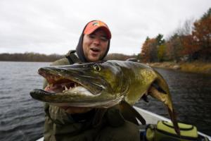 Angler in a boat on a fall day holding up a muskie facing forward baring its teeth