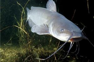 News & Tips: Quick Tips for Catching Summertime Catfish & Easy Recipes...