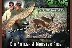 News & Tips: Big Antlers & Tools for Better Deer Hunting...