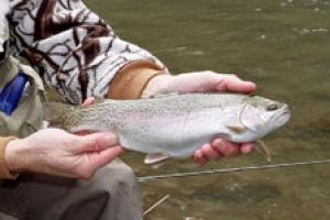 News & Tips: Winter Trout on Spring Creeks