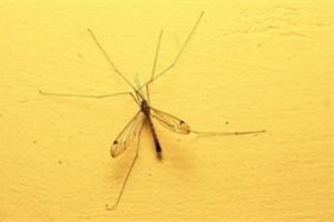 News & Tips: How to Protect Yourself from West Nile Virus (video)...