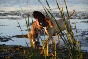 Braggin' Board Photo: Water Fowl Hunting: Devils Lake North Dakota