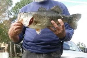 Braggin' Board Photo: Bass caught in Edgewater, Fl