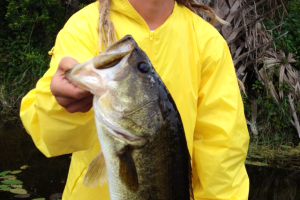 Braggin' Board Photo: Big Florida Largemouth IMG 4432