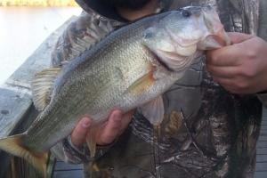Braggin' Board Photo: Big Bass