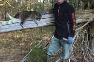 Braggin' Board Photo: Raccoon Trapping