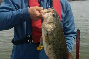 Braggin' Board Photo: Bucket mouth bass