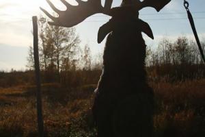 Braggin' Board Photo: Big Game Moose