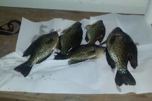 Braggin' Board Photo: Crappie Feast