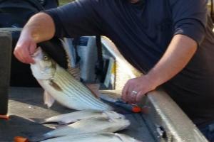 Braggin' Board Photo: Been fishing for stripers