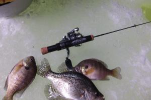 Braggin' Board Photo: Panfish On The Ice With The St.Croix