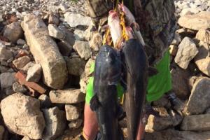 Braggin' Board Photo: Days Catfish catch