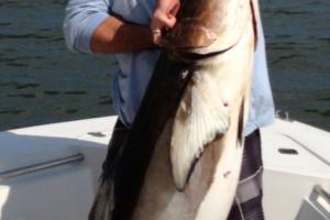 Braggin' Board Photo: Florida Cobia Catch