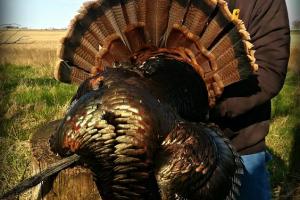 Braggin' Board Photo: Iowa Turkey