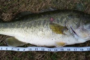 Braggin' Board Photo: Nice size fish