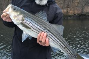 Braggin' Board Photo: Jeff Tuppy, Bridgeport, CT Bass Pro