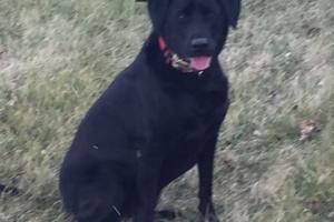 Braggin' Board Photo: Sadie - My Hunting Dog