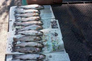 Braggin' Board Photo: 14 trout this day