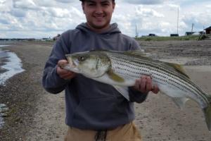 Photo: Angler on beach holding strip bass
