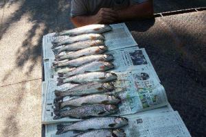Braggin' Board Photo: Our trout catch for the day